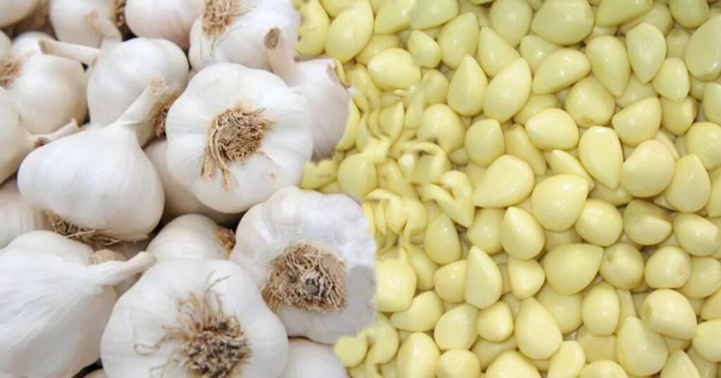 garlic peeling business information